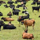 Whole milk powder prices dropped most at yesterday’s Global Dairy Trade auction, falling 4.4% to...
