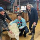 Mohit Kumar Rathi (centre), of Indian company Rathi Woollens, learns the intricacies of shearing...
