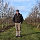 3 Kings Cherries co-owner Tim Paulin has used a conventional planting system in his new orchard...