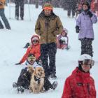 A pooch tows its owner down the slopes of Coronet Peak during last year’s Dog Derby. PHOTO: ARCHIVE