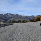 Playing on a very extended Lake Hāwea shoreline last month is Rupert Peterson, 3, of Lake Hāwea....