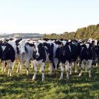 Mastitis is estimated to cost the New Zealand dairy industry about $180 million each year. PHOTO:...