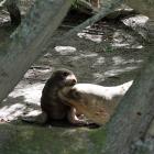 A sea lion pup and her mother, Jade, made headlines in February when they were discovered 60km...