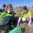 Indie Buckley and Layne Little, from Swannanoa School, work at a planting day to restore skink...