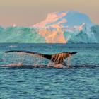 A humpback whale breaches among the icebergs at Ilulissat. PHOTO: SHUTTERSTOCK