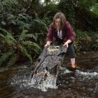 Tapanui artist Kate Anderson puts her garments through the waters of Whisky Gully. PHOTOS: GREGOR...
