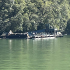 The Southern Discoveries underwater observatory in Harrison Cove, Milford Sound has begun to sink...