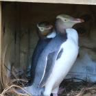 Twelve-year-old Yellow Eyed Penguins at the Penguin Rescue reserve in Moeraki. PHOTOS: JULES CHIN...