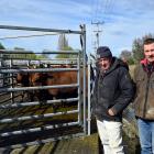 Farmers Ian Sinclair and his son Matt Sinclair and a pen of their Composite cross cattle they...