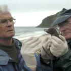 Retired zoologist John Darby, of Wānaka, prepares to swab a 10-day-old yellow-eyed penguin chick...