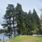 There are differing views on whether Douglas firs should be removed from the Queenstown Gardens....