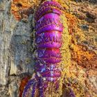 A magenta-style crayfish shell was discovered on the Papatowai beach by locals. PHOTOS: SUPPLIED