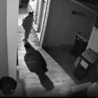 A 21-year-old was captured on CCTV sneaking around the yard of a flat in Cosy Dell Rd. PHOTO:...