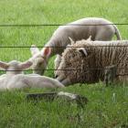 Newborn lambs are getting away to a good start in North Canterbury, but an underlying drought is...