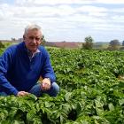 Canterbury Potato Liberibacter Initiative chairman John Jackson says growers are controlling the...