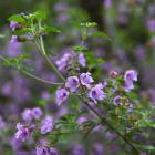 Prostanthera rotundifolia can be found near the aviary in the upper garden at  Dunedin Botanic...