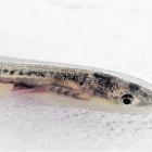 Tiny glass eels become darker and move upstream after months in river estuaries and become elvers...