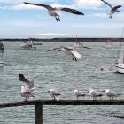 The majority of the boats in the Oamaru Harbour currently are veiled in netting. PHOTO: BRENDON...