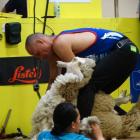 John Kirkpatrick, of Napier, during the open machine-shearing heats at the Waimate Shears New...
