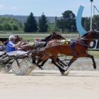 Pinseeker is nearing peak fitness for tomorrow’s Tuapeka Cup at Ascot Park. PHOTO: HRNZ