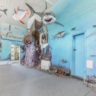 The 12-foot great white is a highlight. Photo: Steve Hussey via RNZ
