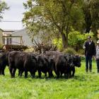 Inspecting yearling bulls at Rockley Angus in Balfour earlier this month are AngusNZ president...