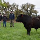 Rockley S043, sold for $24,000, at Rockley Angus in Northern Southland in 2022. PHOTO: SHAWN...