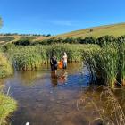 Ecotago scientist Andrew Innes wades out into the shallow waters of Tomahawk Lagoon with Tahuna...