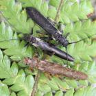 Dark-coloured Zelandoperla stoneflies (middle) mimic the poisonous Austroperla (top), which are...