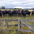 Beef consumption is rising in some key international markets. Photo: Stephen Jaquiery