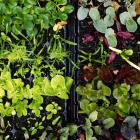 Make sure seedlings have ample space, water, nutrients and light. PHOTO: GETTY IMAGES 