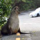 Motorists are being reminded to stay alert as sea lions are wandering and sleeping on roads near...