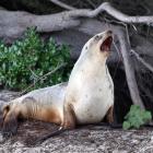 A large sea lion takes a break from the hustle and bustle of St Clair Beach by lying under a...