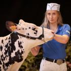 Kate Cummings, of Dipton, leads a Holstein Friesian heifer at the 2024 European Young Breeders...