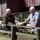 Roselle Farm manager Brett Hurley (left) and owner Brendon Cross in a pen of freshly shorn sheep,...