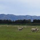 Ewes and their lambs graze a paddock near Wedderburn. PHOTOS: SHAWN MCAVINUE