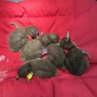 This clutch of days-old hoiho chicks are among about 90 being cared for at Dunedin Wildlife...