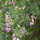 Virgillia oroboides  is flowering now in the South Africa plant collection at the Dunedin Botanic...