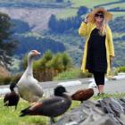 Jo Taylor takes a gander at a plucky goose who has ousted a father paradise shellduck in Broad...