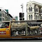 Cab-4-Ewe, a stretched 1974 Volkswagen Golf MK 1, parading the streets with precious live cargo....