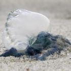 Blooms of bluebottle jellyfish were found littered over the high tide mark on Allans Beach on the...