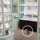 A little blue penguin wandered into Mather’s Jewellers in Oamaru on Wednesday. PHOTO: SUPPLIED


