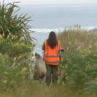 Department of Conservation ranger Giverny Forbes ushers Gem the sea lion from Brighton Rd back...