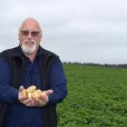 Armstrong and Co owner Peter Armstrong inspects one of his Jersey benne potato crops in Kakanui...