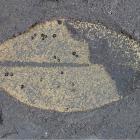 Extremely rare whitefly insect fossils, found in Miocene-age crater lake sediments, at Hindon...