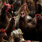 The outbreak, which began in poultry in early 2022, has killed more than 130 million commercial,...