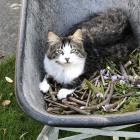Billy the cat died last week after he most likely ingested lily pollen. PHOTO: SUPPLIED