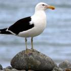 About 40 black-backed gulls have died. Photo: floraandfauna.co.nz