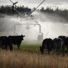 In a break from traditional twice daily milking, more than 40% of Canterbury and Otago-Southland...