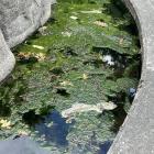 The statue of the Brown Trout in Gore is an icon of the town, but the filthy water sitting...